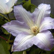  - thumb_180_plant_clematis___gladys_picard___1_72