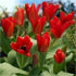 Tulipa 'Madame Lefeber'
