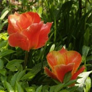 'Corsage' is an upright, bulbous perennial with broad, lance-shaped, maroon-mottled, grey-green leaves and in mid-late spring, single, bowl-shaped, pale pink flowers with yellow edging, a darker pink and yellow interior, and a bronze base. 
 Tulipa 'Corsage' added by Shoot)