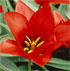 Tulipa 'Pandour'