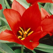 'Pandour' is an upright, bulbous perennial with broad, lance-shaped, maroon-mottled, grey-green leaves and in mid-late spring, single, bowl-shaped, scarlet red flowers.  Tulipa 'Pandour' added by Shoot)
