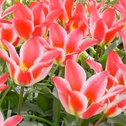 'Plaisir' is an upright, bulbous perennial with broad, lance-shaped, maroon-mottled, grey-green leaves and in mid-late spring, single, bowl-shaped, bright red flowers, with an orange-red interior edged in yellow, and a yellow and black base.  Tulipa 'Plaisir' added by Shoot)