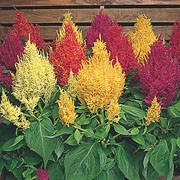 'Century Mix' is a half-hardy annual. It has mid-green, ovate leaves and in summer, bears pink, red, scarlet, orange, red-orange and yellow flowers in fluffy spikes on leafy stems. Celosia argentea var. plumosa 'Century Mix' added by Shoot)