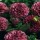 'Marble Ball' is a ball flowered dahlia with an erect habit. Its divided foliage is dark-green. In summer and autumn it bears purple flowers with plum and white flecks. Dahlia 'Marble Ball' added by Shoot)