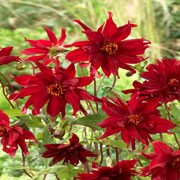 'Ragged Robin' is an herbaceous perennial, with mid-green foliage, and in summer, single, ruby red blooms with pointed wavy petals borne on maroon stems.
 Dahlia 'Ragged Robin' added by Shoot)