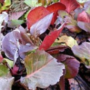 'Overture' forms a large clump of rounded reddish-green leaves with erect clusters of bright cerise flowers on supporting red stems. Bergenia  'Overture' added by Shoot)