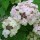 Hydrangea serrata 'Maiko' (20/05/2016) Hydrangea serrata 'Maiko' added by Shoot)