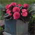 Begonia  'Nonstop Mocca Pink' (Nonstop Series)