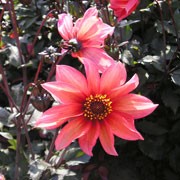 'Windmill' is a single flowered dahlia with an erect habit. It has dark green foliage, and in summer and autumn bears ivory flowers edged in red, the petals curled in at the tip.  Dahlia 'Windmill' added by Shoot)