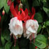 Fuchsia hybrida 'Beautiful Dreamer'