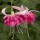  (17/07/2020) Fuchsia 'Bella Rosella' (California Dreamers Series) added by Shoot)