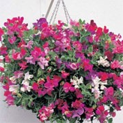 'Sugar and Spice' is a compact hardy climbing annual, suitable for hanging baskets. It has grey-green leaves and from mid summer to early autumn, bears lightly fragrant blooms in white, pinks, and purples.  Lathyrus odoratus 'Sugar and Spice' added by Shoot)