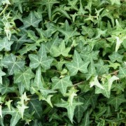  Hedera helix (Common English ivy)  (01/03/2017) Hedera helix added by Shoot)