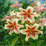 'Lavon' is a bulbous perennial with very tall, erect stems bearing linear, spirally-arranged, dark green leaves and, in mid- to late summer, very large, fragrant, creamy yellow flowers with dusky pink-purple centres.
 Lilium 'Lavon' added by Shoot)