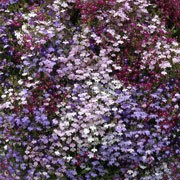 'Fountain Mix' is a compact, trailing, low-growing annual. It has small, dark-green leaves and in summer to early autumn a dense covering of small flowers in blue, white, purple, pink and red.  Lobelia erinus 'Fountain mix' added by Shoot)