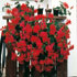 Pelargonium peltatum 'Cascading Red'