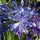 'Jacks Blue' is a tall herbaceous perennial with dark-green, strap shaped leaves forming at its base. In late summer, it bears large, spherical heads of tubular deep purple-blue flowers on upright stems. Agapanthus campanulatus 'Jacks Blue' added by Shoot)