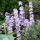 Campanula latiloba ‘Hidcote Amethyst’ (23/03/2021) Campanula latiloba 'Hidcote Amethyst' added by Shoot)