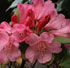 Rhododendron 'Wine And Roses'