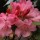'Wine And Roses' is a mid-sized evergreen shrub with pink funnel-shaped flowers in late spring and dark-green ovate leaves that have red undersides. Rhododendron 'Wine And Roses' added by Shoot)