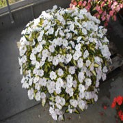 'Sunsplash White' is a vigourous half-hardy annual. It has grenn-gold variegated foliage, and a profusion of large white flowers in summer through to early autumn.
 Sunpatiens 'Sunsplash White' added by Shoot)