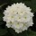  (26/04/2018) Glandularia 'Aztec White' (Aztec Series) added by Shoot)