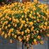 Viola 'Friolina Orange Cascadiz' (Friolina Series)