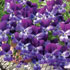 Viola 'Friolina Purple Blue Cascadiz'