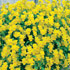 Viola 'Friolina Yellow Cascadiz' (Friolina Series)
