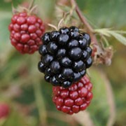 'Loch Maree' is a compact deciduous shrub.  It has thornless stems and clusters of double, pink flowers in summer, followed by very sweet, juicy, black fruits in late summer.  This blackberry variety is suitable for growing in a container. Rubus fruticosus 'Loch Maree' added by Shoot)