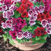'Candy Flowers Bicolour' is an upright, shrubby perennial with lobed leaves and in summer large, dense clusters of flowers in shades of pink, maroon and white with dark-purple markings. Pelargonium x grandiflorum 'Candy Flowers Bicolour' added by Shoot)