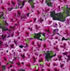 Pelargonium x grandiflorum 'Candy Flowers Violet'