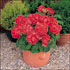 Pelargonium x hortorum 'Bedder Red'