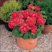 'Bedder Red' is an annual, zonal pelargonium with a bushy, upright form, rounded green leaves with a dark edge, and large clusters of scarlet red flowers throughout summer. Pelargonium x hortorum 'Bedder Red' added by Shoot)