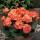 'Maverick Orange' is a bushy, tender perennial with rounded, zoned, dark green leaves and erect stems bearing large clusters of bright orange flowers in summer and autumn. Pelargonium x hortorum F1 'Maverick Orange' added by Shoot)