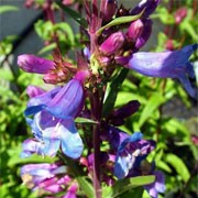 'Heavenly Blue' is an evergreen perennial with blue-green leafy stems. From  early summer it bears racemes of rich blue, bell-shaped flowers with purple tinged throats. Attracts beneficial insects to the garden. Penstemon heterophyllus 'Heavenly Blue' added by Shoot)