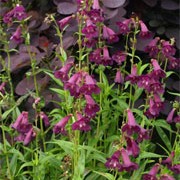 'Raven' is an upright perennial with lush foliage and purple-black flowers with white shading from early summer. Attracts beneficial insects to the garden. Penstemon 'Raven'  added by Shoot)