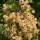  (05/04/2018) Ribes rubrum 'Blanka'  added by Shoot)