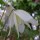 'White Swan' is a deciduous, climbing perennial with green divided leaves and open, nodding, bell-shaped, white, double flowers from late spring to early summer. Clematis macropetala 'White Swan' added by Shoot)