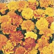 'Bonanza Mix' is a compact annual with green divided foliage and deep orange double flowers becoming bronze with maturity throughout summer. Tagetes patula 'Bonanza mix' added by Shoot)