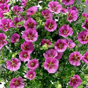 'Elegans Princess' is a tender, compact, erect, evergreen to semi-evergreen shrub with hairy stems, hairy ovate to triangular mid-green leaves, and from summer to autumn, veined, purplish-pink trumpet shaped flowers. Anisodontea 'Elegans Princess' added by Shoot)