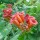 Campsis radicans  added by Shoot)