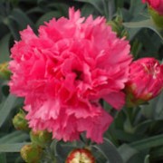 'Frilly' is a small cushion-forming perennial with linear, grey-green evergreen leaves and large, double, dark pink flowers in late spring through autumn. Dianthus 'Frilly' added by Shoot)