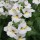 'Almond' is a compact, half-hardy annual. It has dark-green, lance-shaped leaves and in summer is covered with creamy white, two-lipped flowers with yellow throats that are sweetly fragrant. Nemesia 'Almond' added by Shoot)