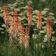 Kniphofia 'Jenny Bloom' (25/01/2017) Kniphofia 'Jenny Bloom' added by Shoot)