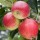'Katy' is a vigorous, edible apple tree with white flowers in spring and juicy, sweet, bright red apples ready to harvest from early Autumn. Malus domestica 'Katy' added by Shoot)