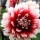 Dahlia 'Red and White Fubuki' (09/04/2012)  added by Shoot)