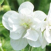 'Laura' is a vigorous, clump-forming, herbaceous perennial with lobed, deeply-divided, mid-green leaves and erect, double, white flowers in summer.  Geranium pratense var. pratense f. albiflorum 'Laura'  added by Shoot)