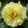 'Lichtkönigin Lucia' is an upright, thorny, deciduous shrub with ovate, glossy, dark to olive-green leaves and fragrant, double, yellow flowers from late spring into autumn. Rosa 'Lichtkönigin Lucia' added by Shoot)