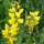 Thermopsis rhombifolia var. montana added by Shoot)